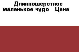 Длинношерстное маленькое чудо › Цена ­ 7 000 - Иркутская обл., Иркутск г. Животные и растения » Собаки   